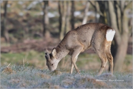 <p>SRNEC OBECNÝ (Capreolus capreolus) Šluknovsko - Harta /European roe deer - Reh/</p>